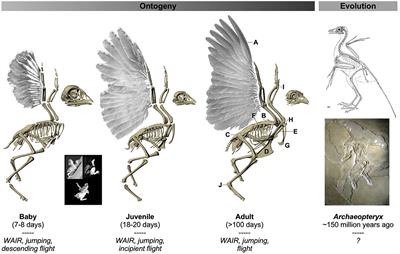 Multiple Functional Solutions During Flightless to Flight-Capable Transitions
